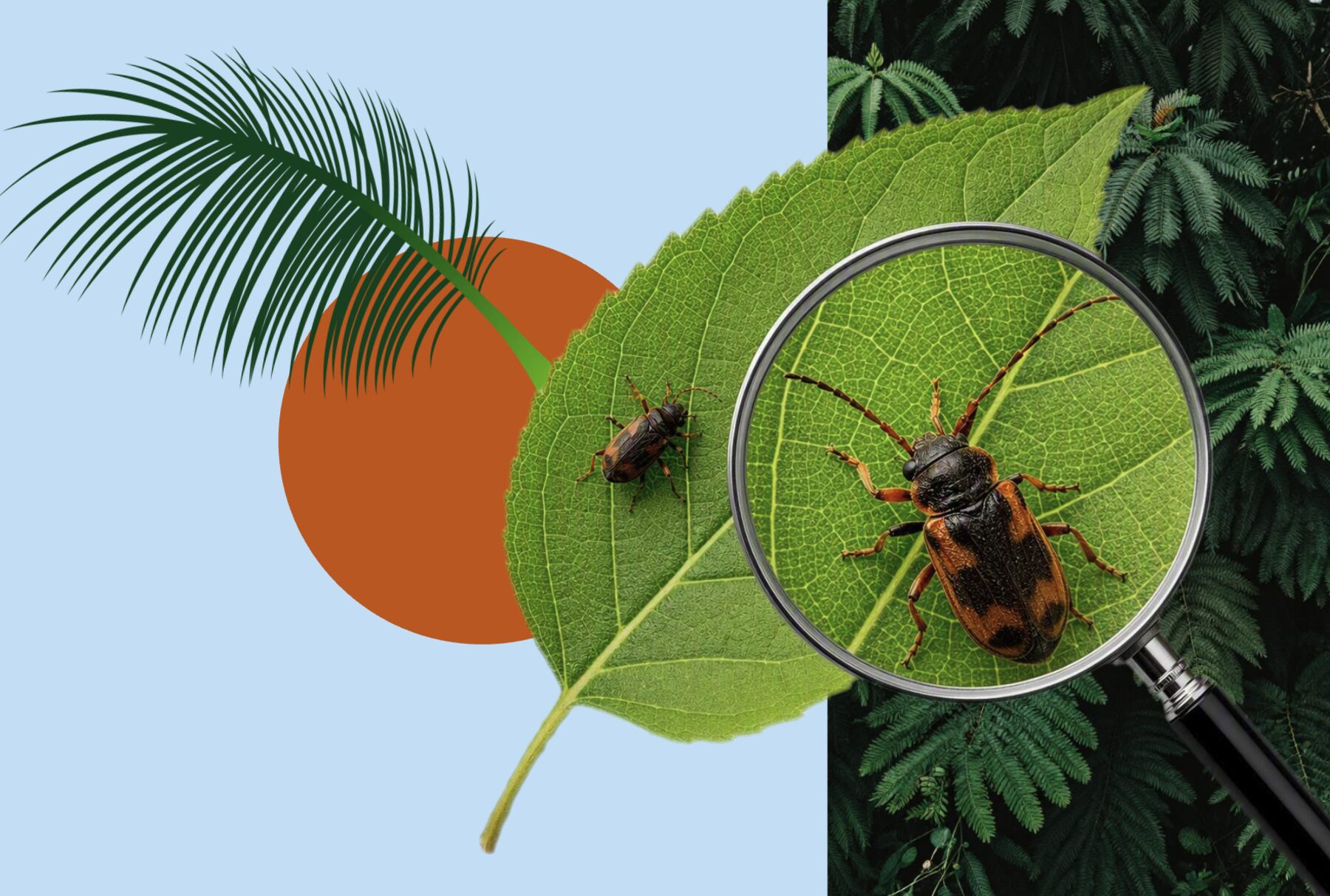 Inspección y control de plagas — Equilibrio Ambiental